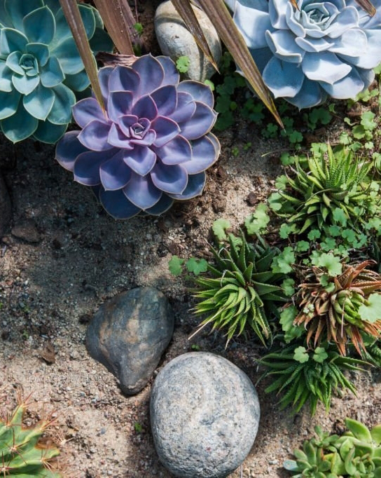 Kasvien valinta ja istutus kivipuutarhaan 